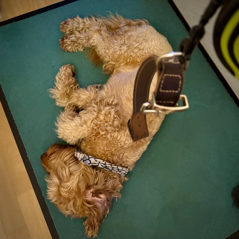 Picture of a lazy dog pretending to not see the leash in my hand.