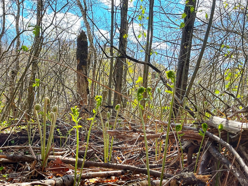 Fiddleheads catching the sun rise out of winter leaf debris.