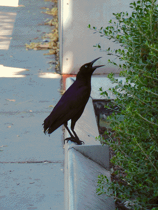 A black bird with its long beak open.