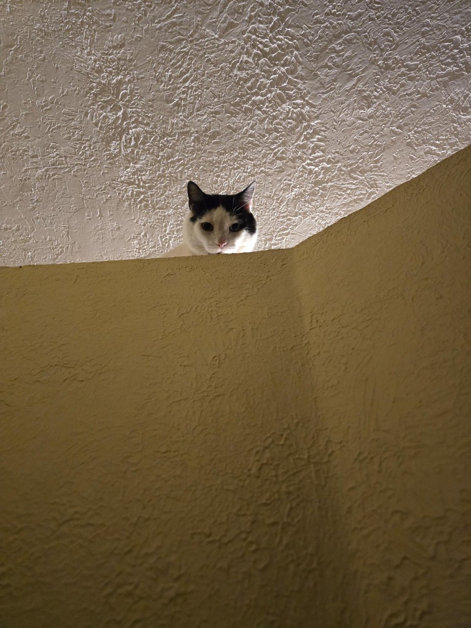 A white cat with a black cap and green eyes looks down at me from atop a high wall inside the house. He is backlit somewhat ominously.
