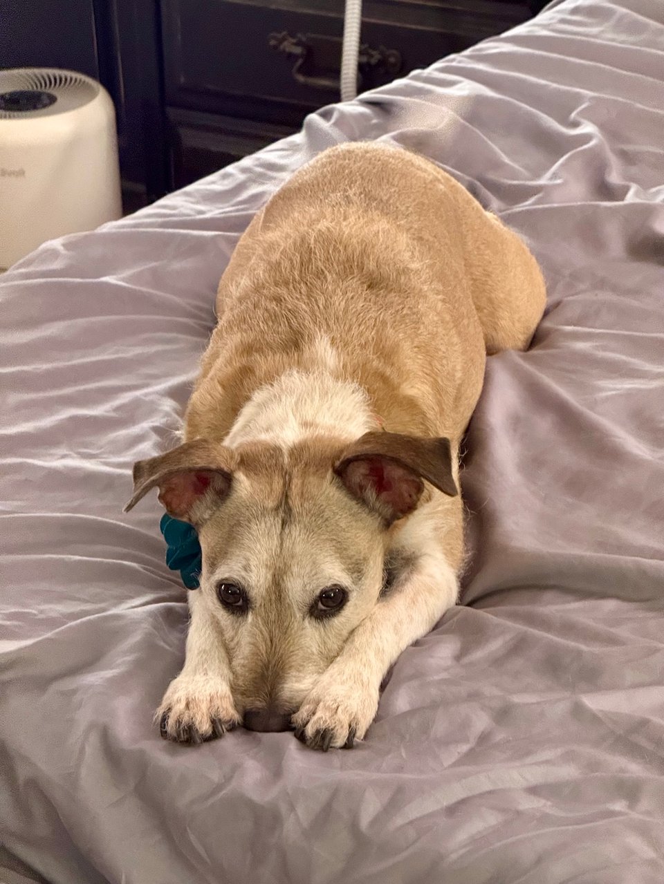 Penny