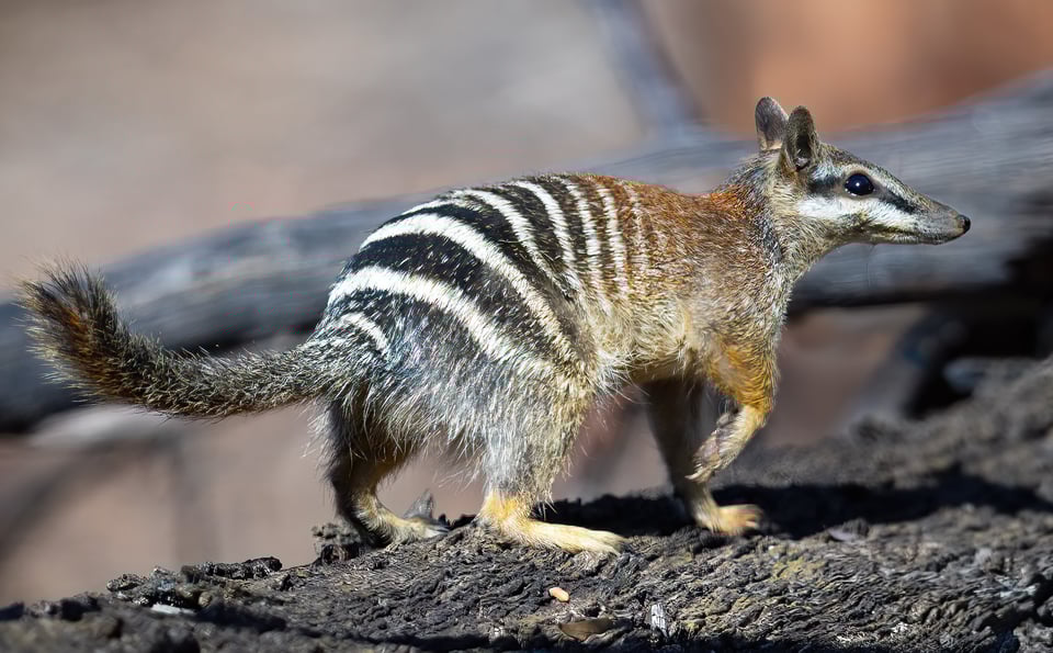 A numbat climbing on a branch
