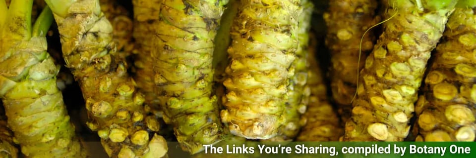 Wasabi rhizomes, this week's image because I was working on the wasabi post on Sunday afternoon.