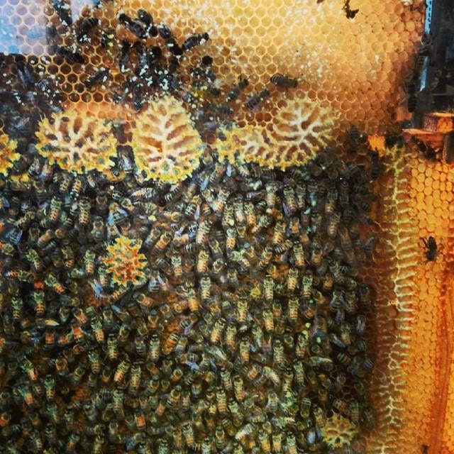 an image of the glass beehive at the horniman museum. lots of bees are crammed together between chunks of honeycomb behind a sheet of glass