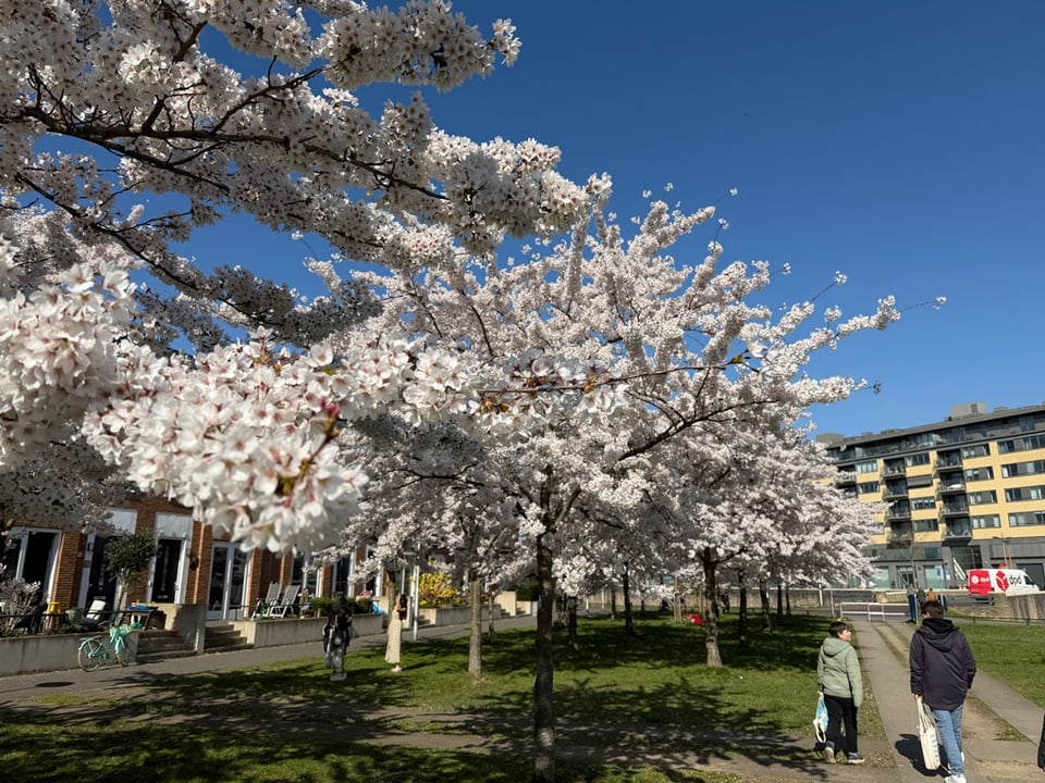 Cherry trees in full bloom in a park. Two people walk away in the distance along a path on the right.