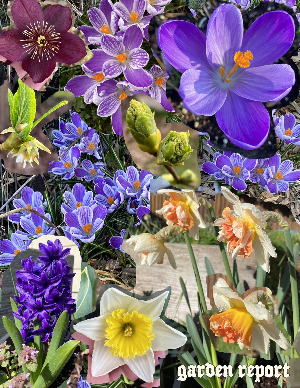 garden report: photo collage of various flowers in bloom.