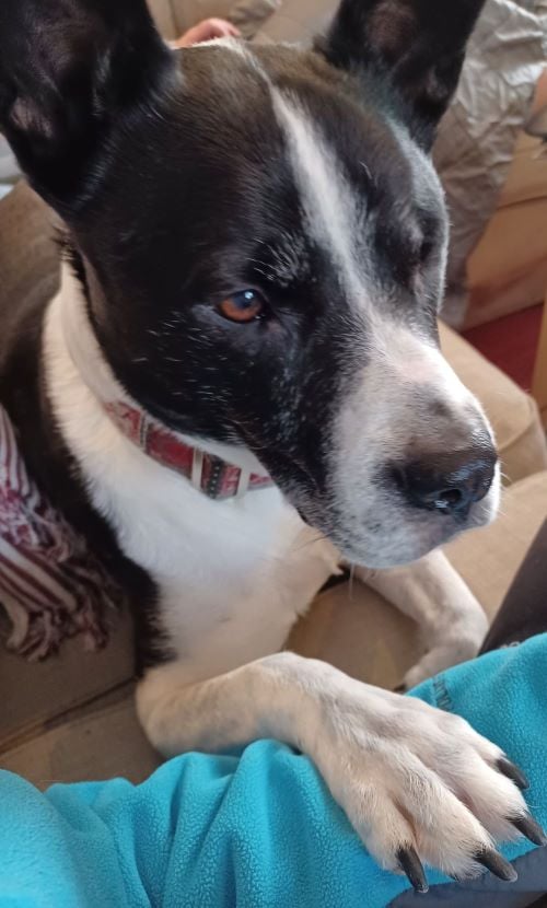 Fitness Coach Vanburen, a black and white dog with ragged ears and one eye, rests a pleading paw on the arm of a human who could be giving him treats right now.