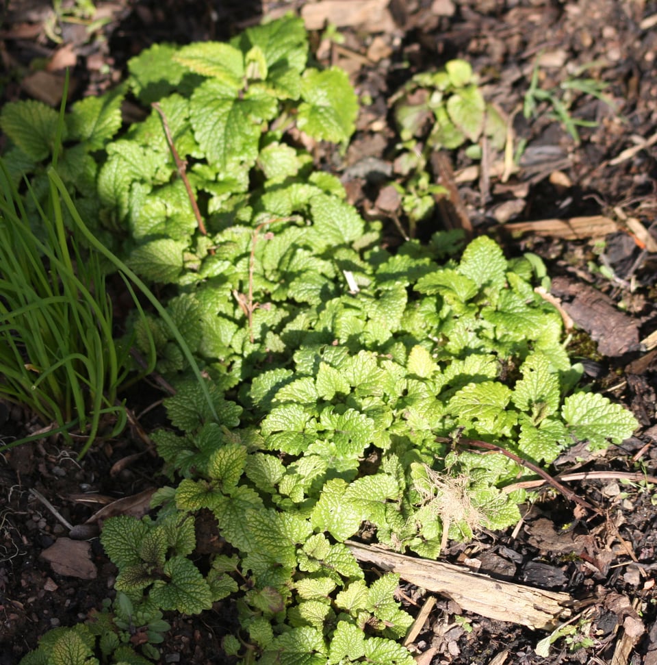 new leaves of lemon balm