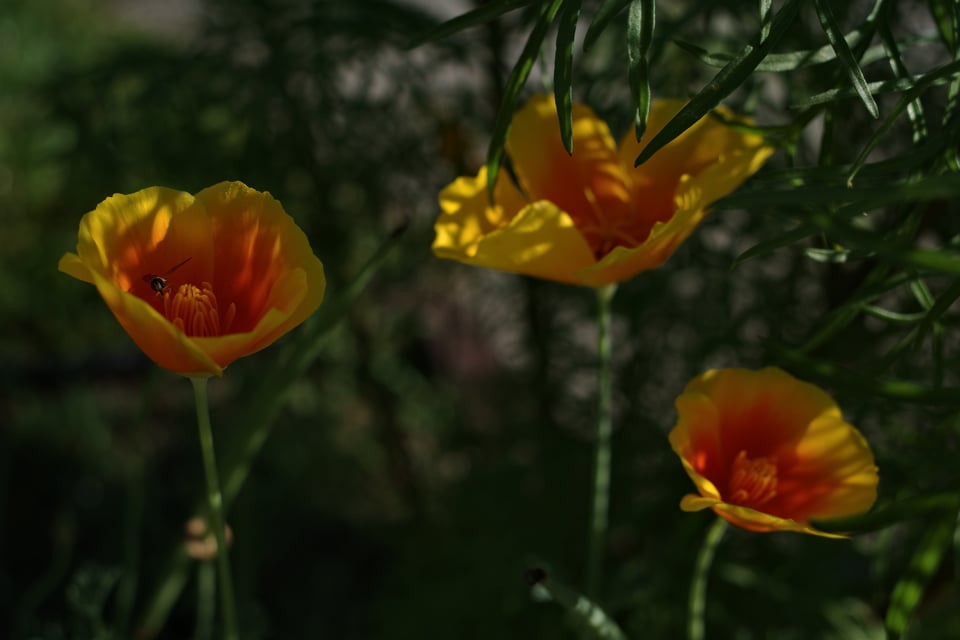 Photograph of three small orange flowers, dappled in sunlight and shadow. In the far left one a very small bee or wasp is at rest