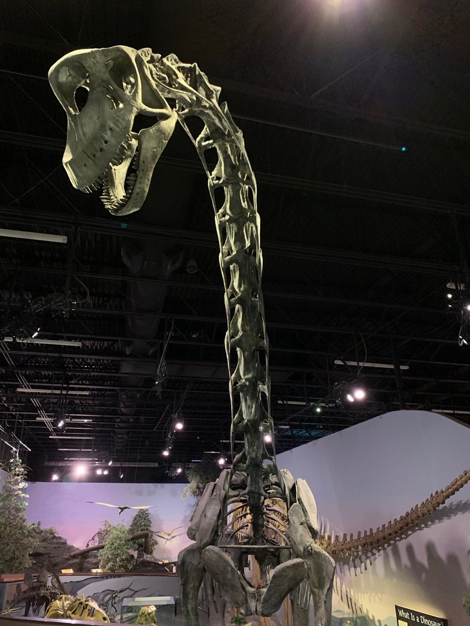 A reconstruction of the long-necked dinosaur Brachiosaurus, seen from the front at chest level in a museum hall.