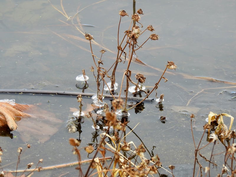 Thin ice is general in November, whether it’s a November of yore, with serious cold and snow, or a November of late, characterized by mildness. No matter what the weather, tread carefully on ice, be it on lake, river or land. / Photo by Steve Dietz