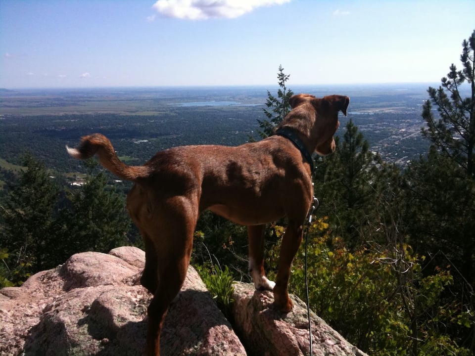 A young Heidi is perched on a mountain, overlooking the forest.