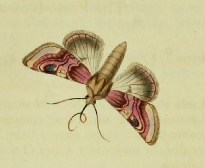 Moth Thoughts logo
