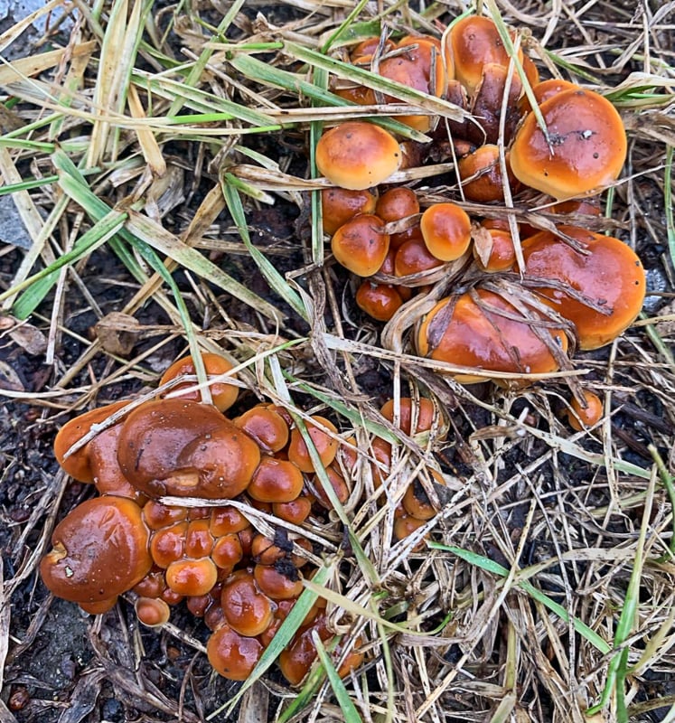 Dec. 30, 2024, brought a thaw, with temps in the sultry 40s. And so, up popped this velvet foot (Flammulina velutipes), also called winter mushroom. It is the same species as cultivated enoki mushrooms, though those two cousins look very different. While velvet foot is edible, its slimy caps are not particularly appealing, and we don’t recommend harvesting it because it looks so much like deadly galerina, which is, as its name makes clear, not good for you. Still, look for velvet foot popping up on decayed wood on warmish winter days. / Photo by Pamela Miller