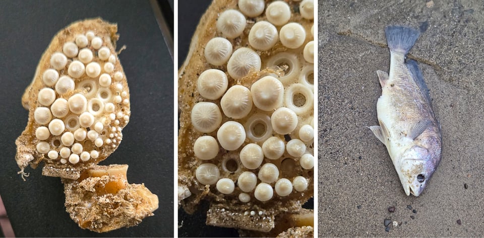 Left and center: Freshwater drum pharyngeal plate. Right: A freshwater drum, its work done. / Photos by Steve Dietz