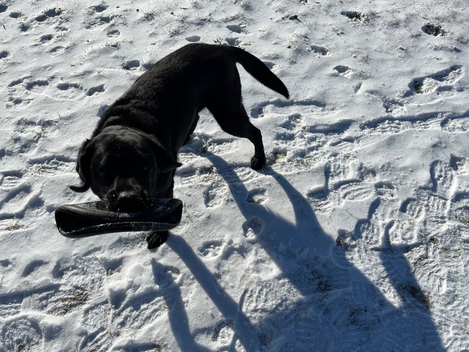 Paul's black lab looking up at the camera with a frisbee in her mouth while standing in snow