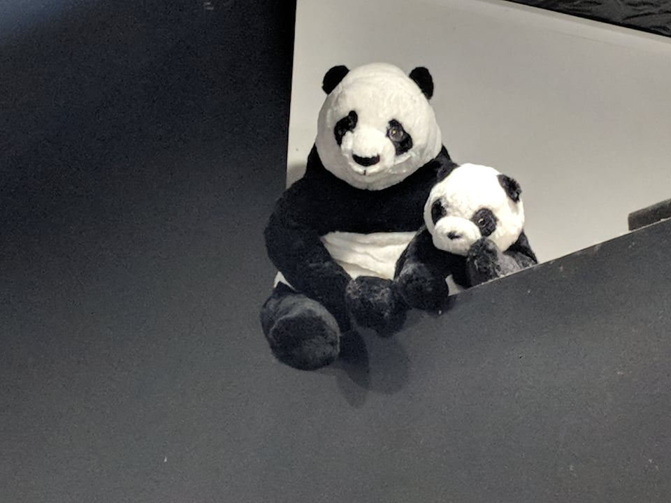 Two pandas look down from an alcove in the ceiling. A large panda is holding onto a small panda.