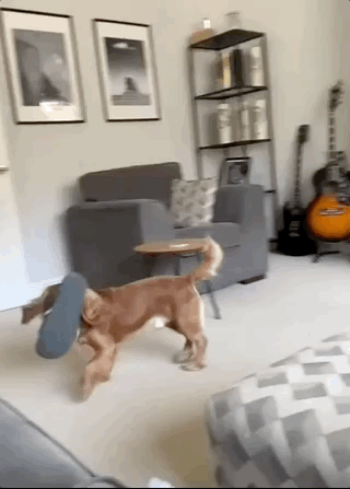 A dog runs in playing with a sandal until he realizes that a human is right there watching him.