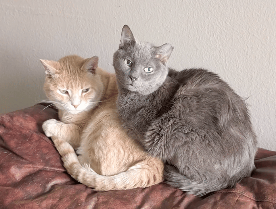 A gray cat attempting loafing on top of a beige/light orange cat. The orange cat looks underwhelmed.