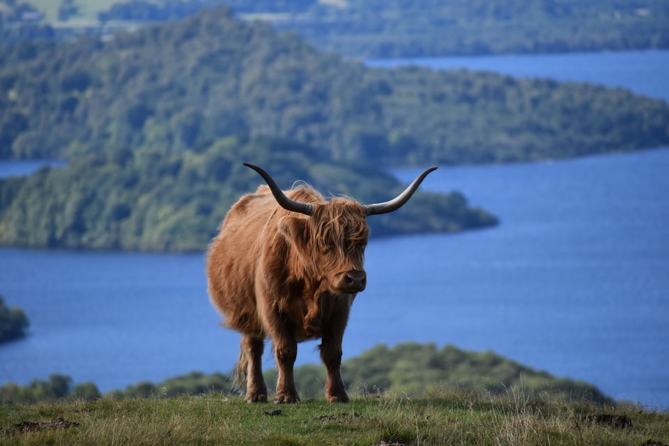 A really good picture of a Highland cow on a hill, Loch Lomond in the background