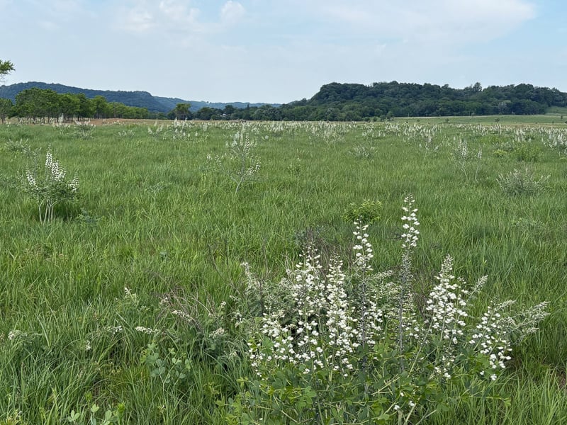 White wild indigo (Baptisia lactea) along the Prairie Loop. June and July bring its flowering peak. / Photo by Brian Henkel