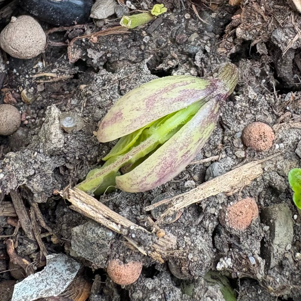 Bean seedling still escaping the seed