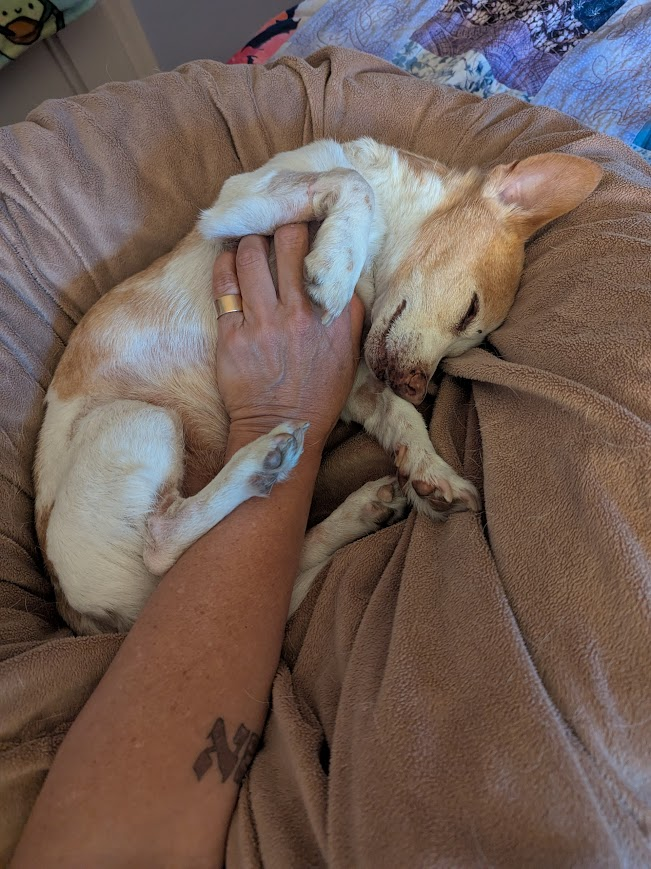 Smiley dog on his side getting scritchy pets.