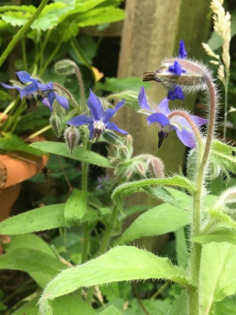 Bright blue star shaped borage flowers and slightly hairy borage foliage.