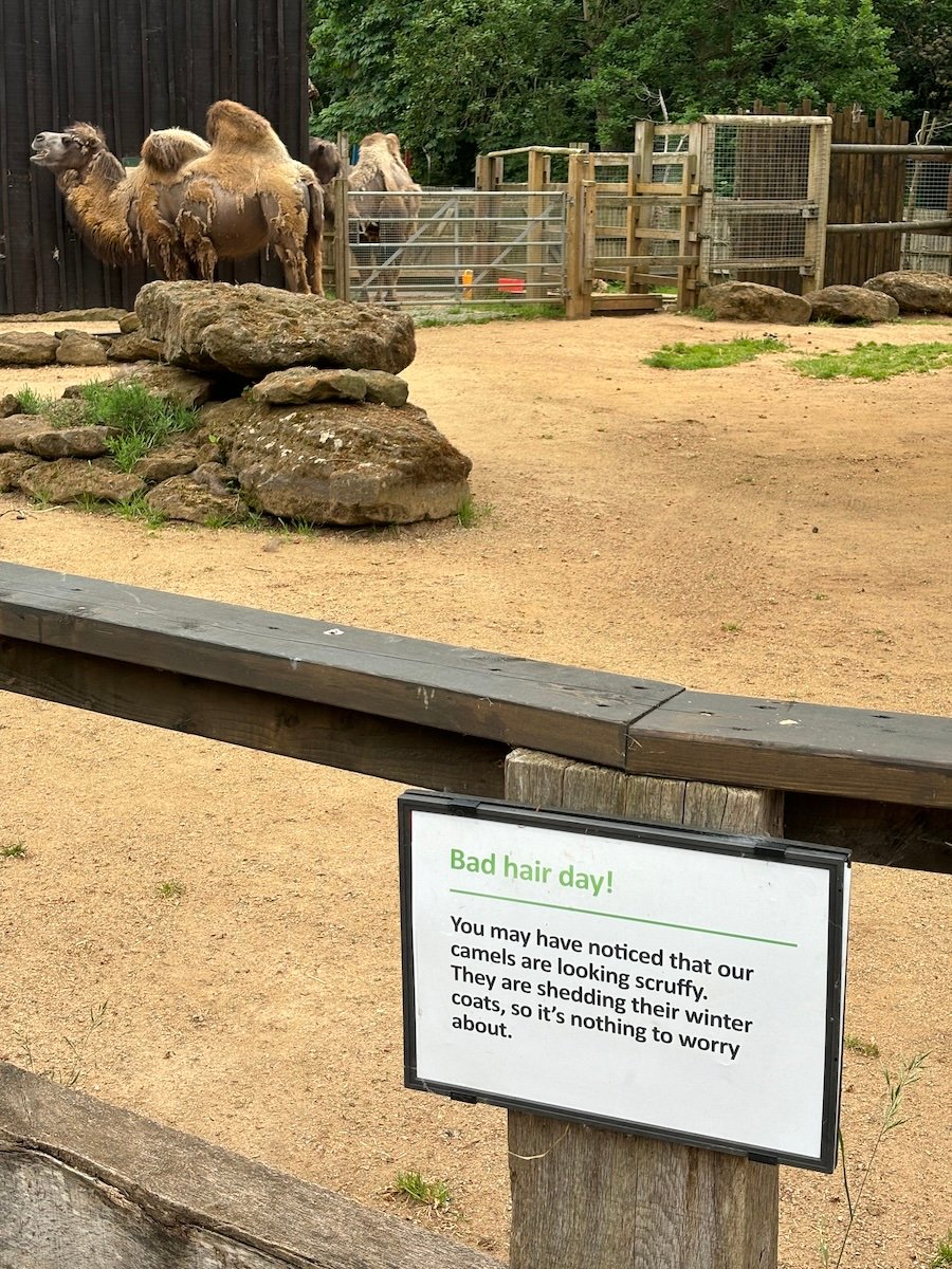 Two camels moulting standing behind a sign explaining that they're moulting