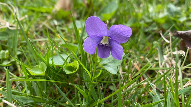 violet flower in the grass