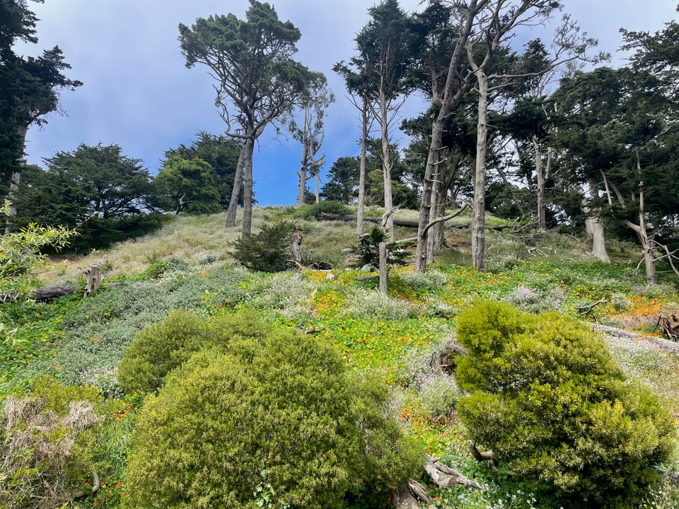 a hill in Golden Gate Park covered in grasses, orange nasturtium flowers, and eucalyptus trees