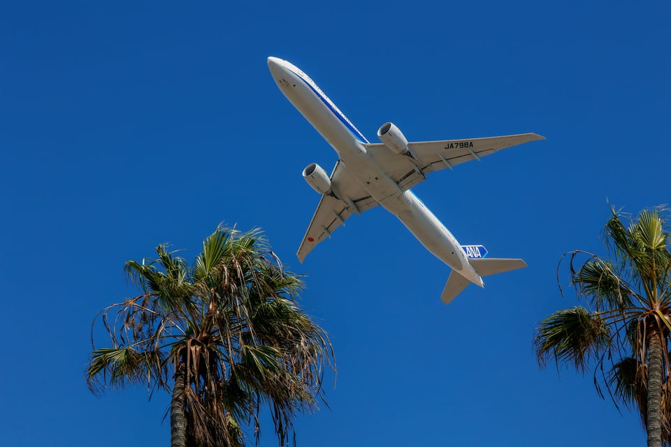 A plane flying over palm trees, photo by David Brown