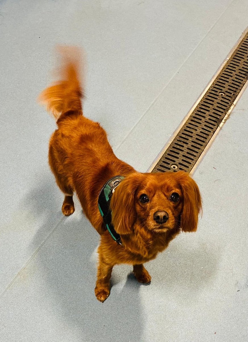 A cute dog looks up.