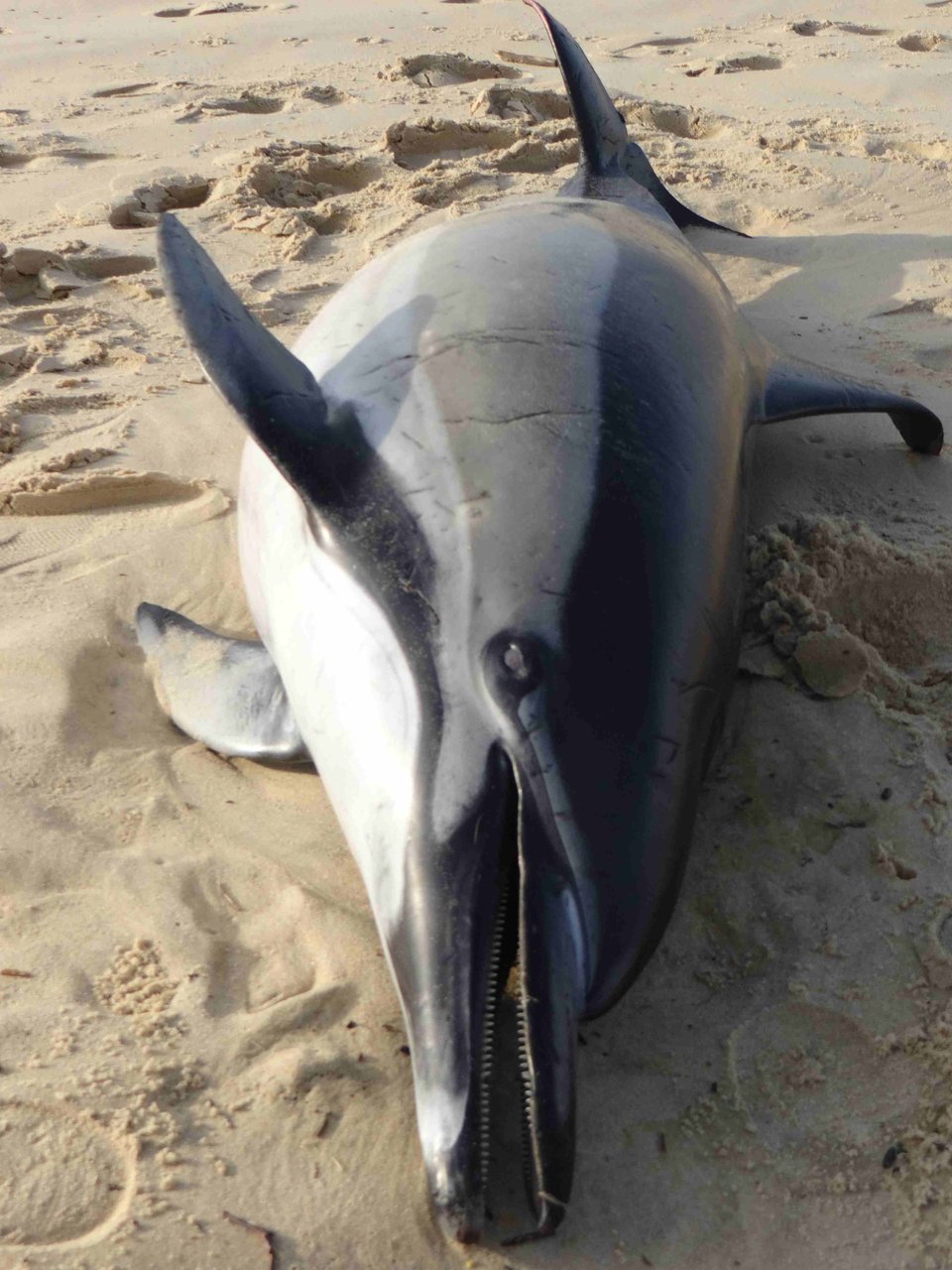 Dauphin échoué sur une plage landaise