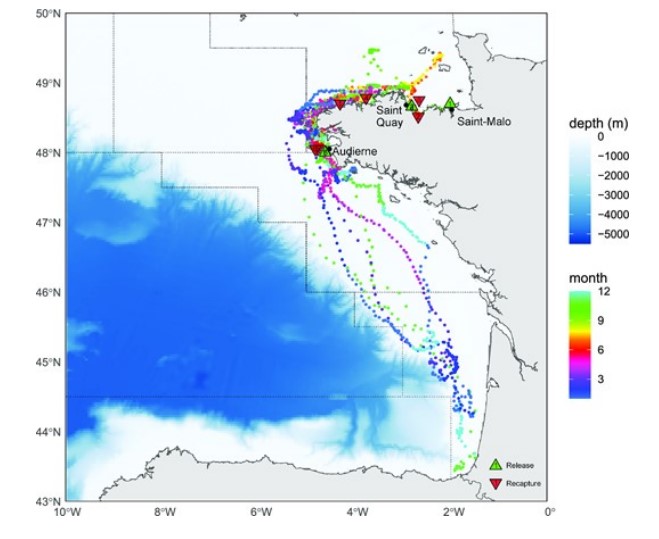 Exemple de sept trajectoires typiques de bars marqués à Saint-Malo, Saint-Quay-Portrieux, et Audierne. Les saisons sont données par le code couleur. La majorité des bars partent frayer en hiver dans le Golfe de Gascogne, certains partent même au large du Golfe ou devant la péninsule ibérique.