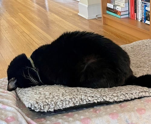 a tuxedo cat face planting on a woolly grey mat