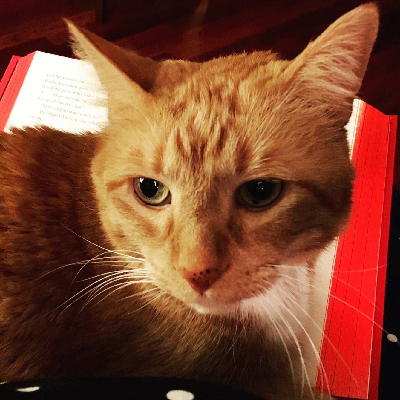 Read Your Shelf logo