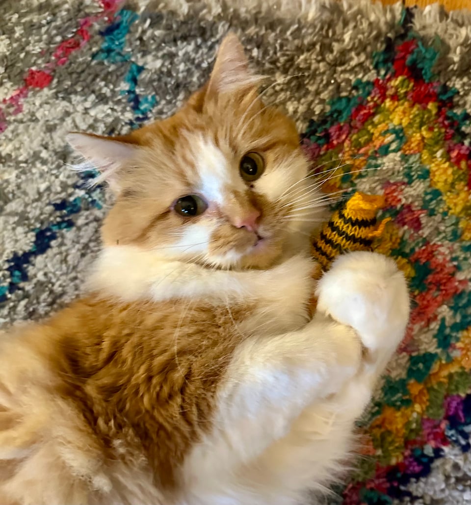 a fluffy orange and white cat clutching a little catnip filled tiger toy
