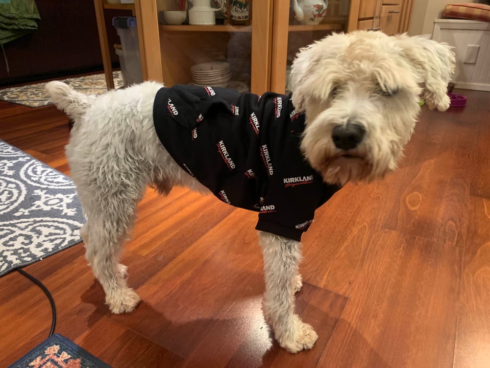 Finn the white schnauzer wearing a black hoodie (fitted for a dog) with "Kirkland" printed on it over and over because it came from Costco. It was a gift. Finn endured the hoodie for about ten minutes while we laughed. What a good sport LOL