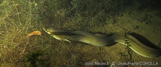 Anguille jaune, photographiée par Jean-Pierre COROLLA