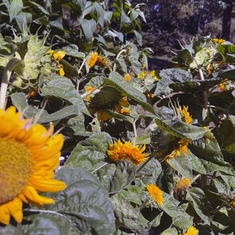 a happy bunch of blushing sunflowers basking in the afternoon sun