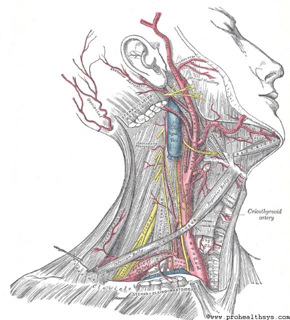 The classic cover of GRAY'S ANATOMY, a famous book of human anatomy drawn from complex drawings of dissected cadavers. Here is a human head turned up and away, exposing the side of the neck and the top of the chest. The skin is stripped away, showing a hatchwork of muscle and bone. It is the exposed self.