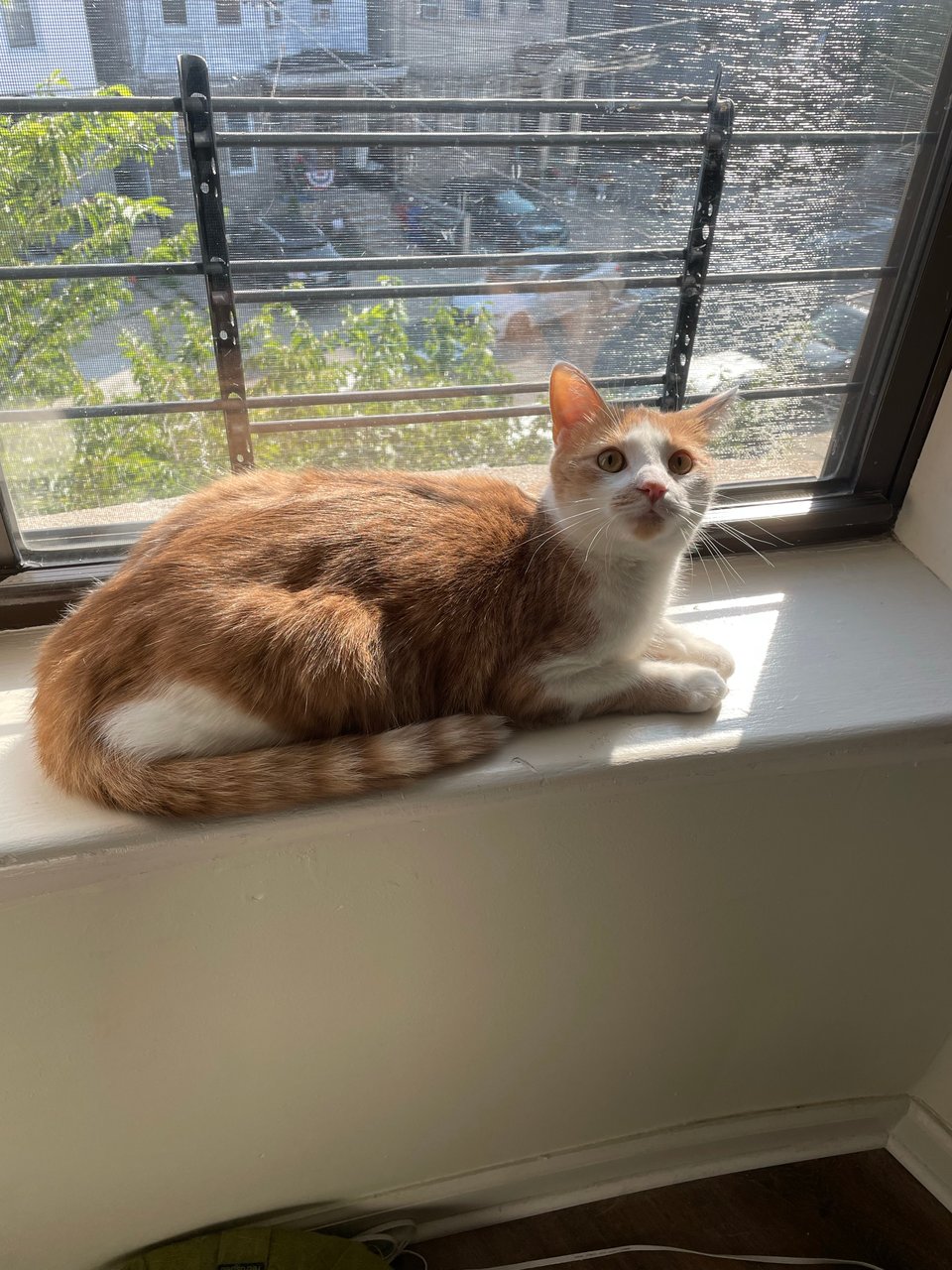 Timmy on a window sill