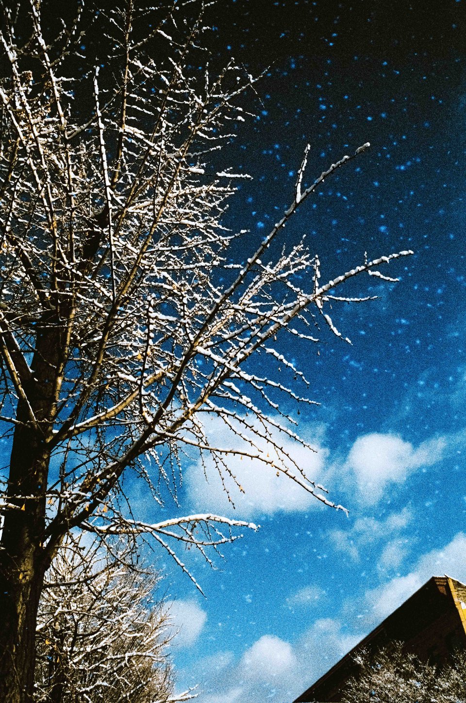 a shot upwards with a snow-covered tree and the sky, covered in light blue specks
