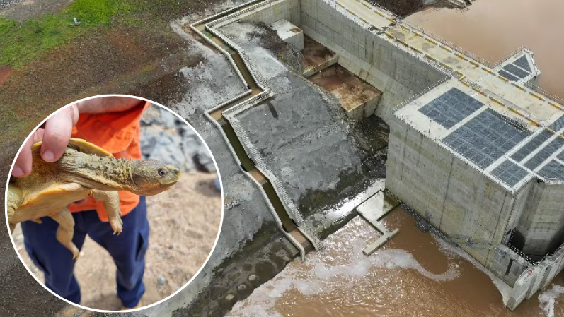 overhead photo of the series of slopes and resting places that makes up the "turtle bypass" that winds it's way up the side, and over the top of, a large concrete weir. There is an insert phone of a hand holding up a turtle.