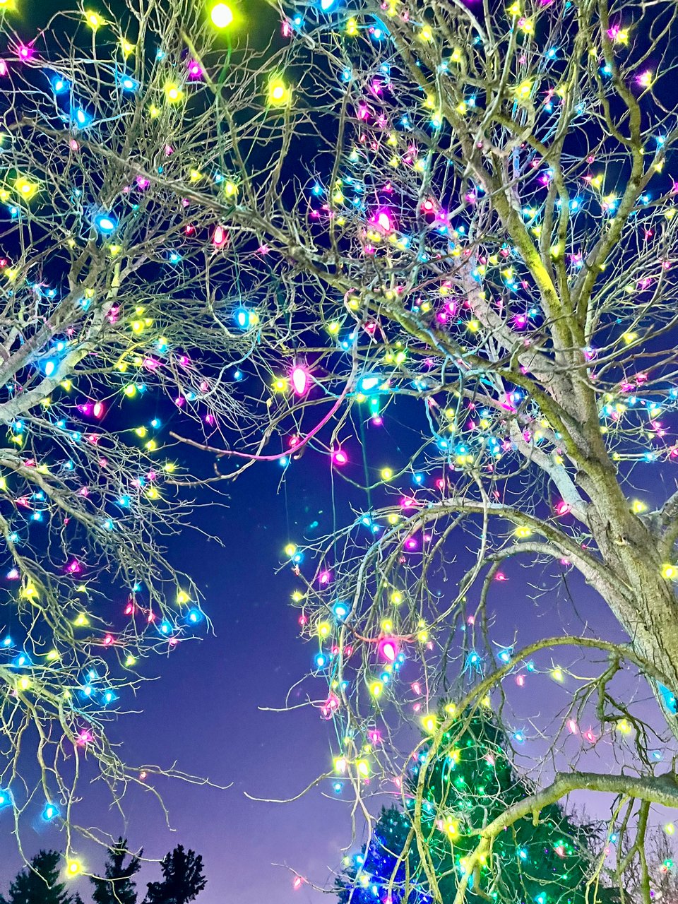 A tree with holiday lights from below at twilight