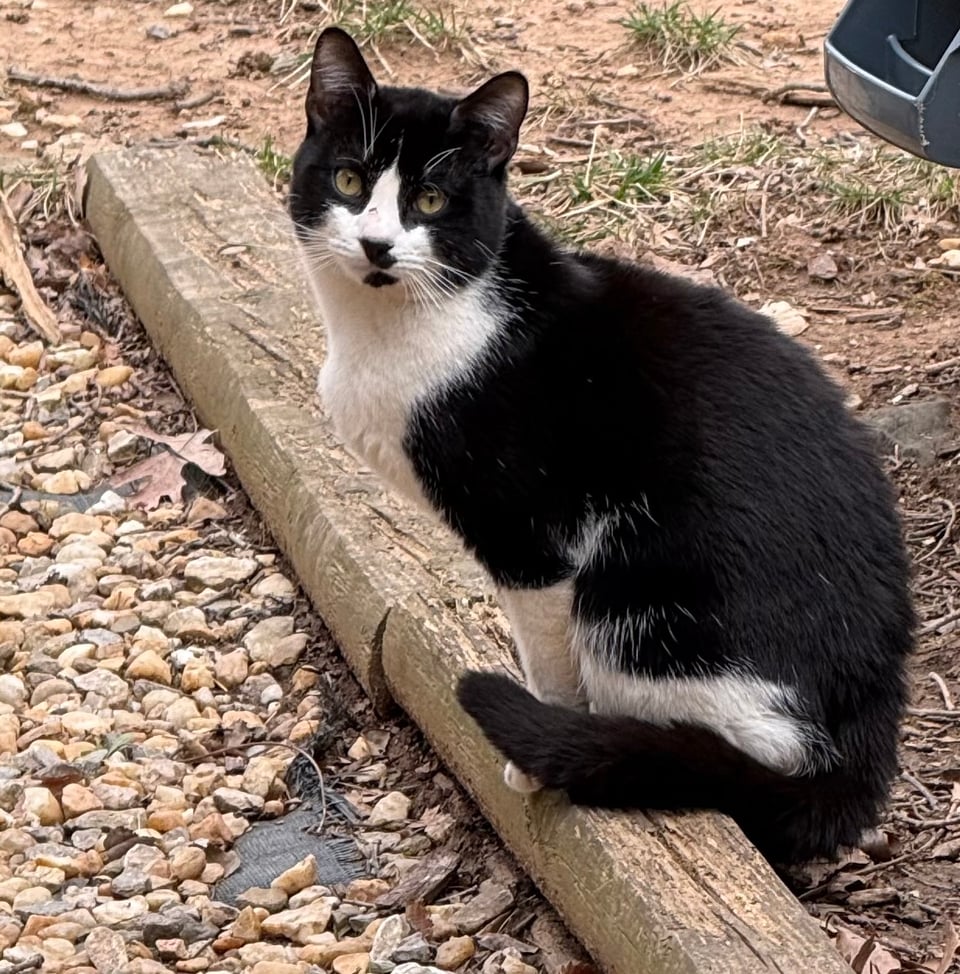 Mystery cat, resting outside