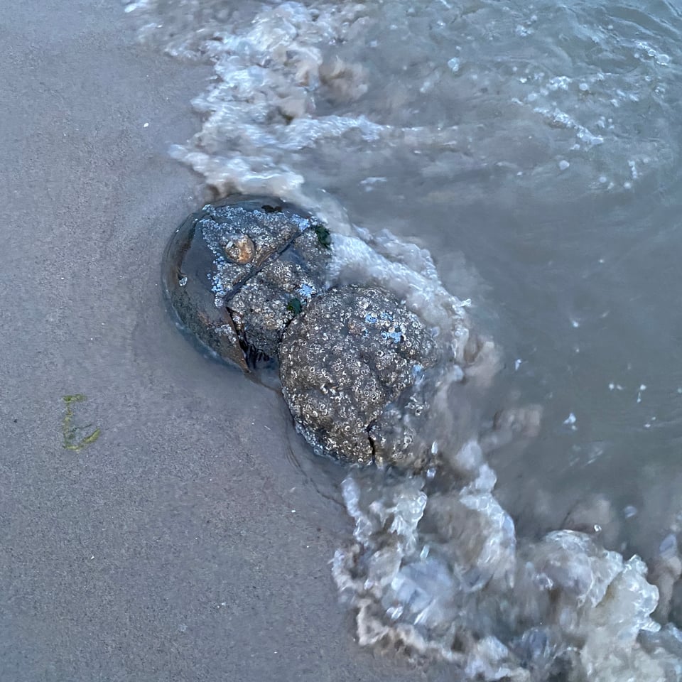 two horsesehoe crabs are mating where the ocean meets the sand, and each has many barnacles on their shells.
