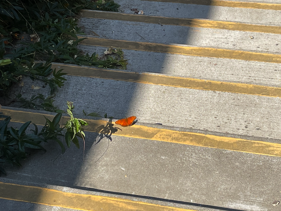 a mostly-orange butterfly on cement steps, next to the arms of a creeping plant