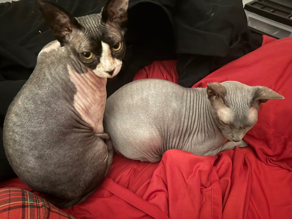 Howl, a black and white sphynx kitten, sitting upright and looking at the camera, next to Teto, a gray sphynx cat who is loafing on red sheets, looking down